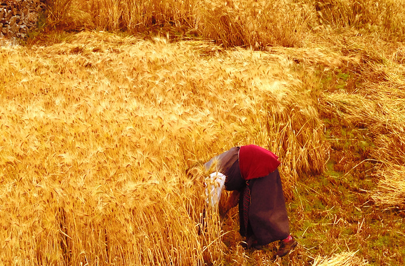 19.收获——党群部 雷雨(一等奖)_副本.jpg